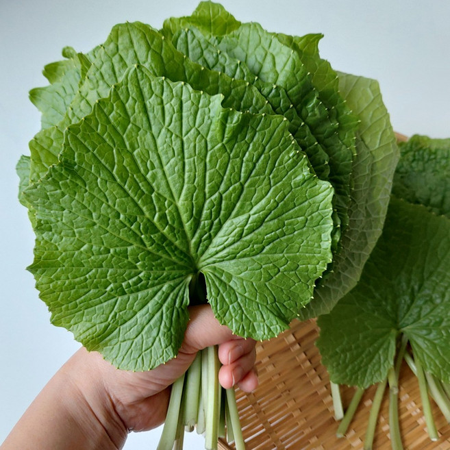 강원도 국산 생 고추냉이잎 와사비잎 쌈채소, 2kg, 1박스