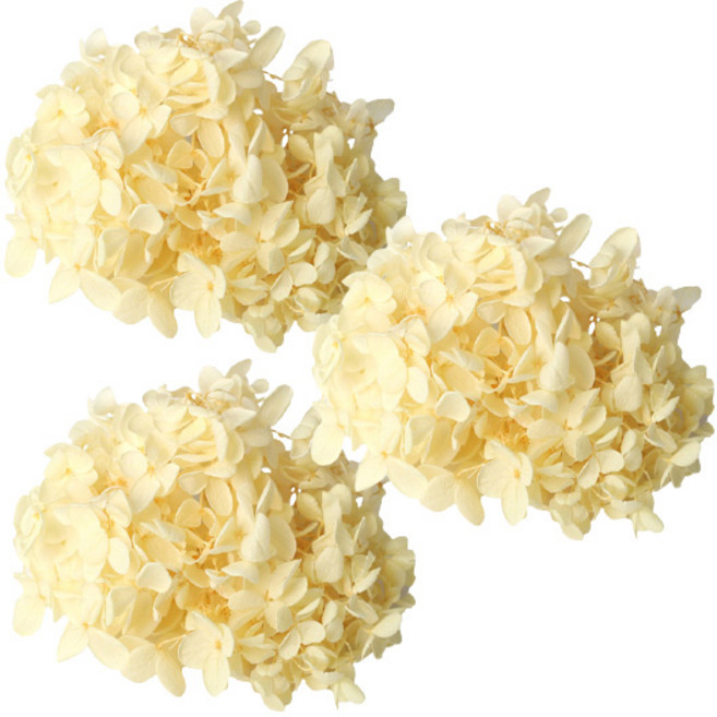 로맨틱노벰버 프리저브드 수국 3P, 옐로우