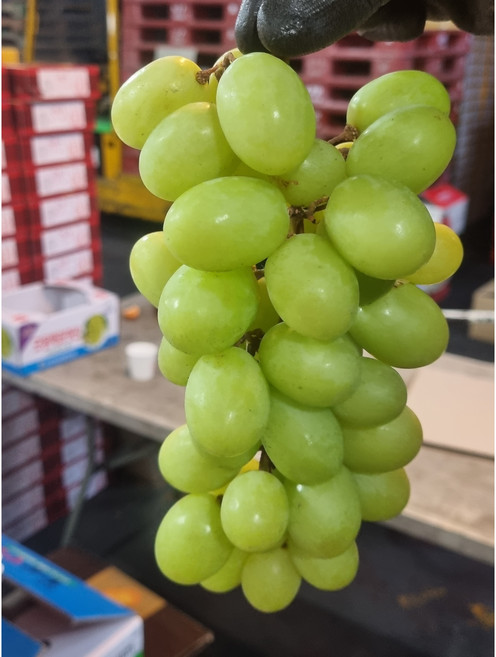 [부자농산] 아삭아삭 고당도 애플 청포도 머스켓 어텀크리스피 800g 1.6kg 3.2kg 7kg, 1박스