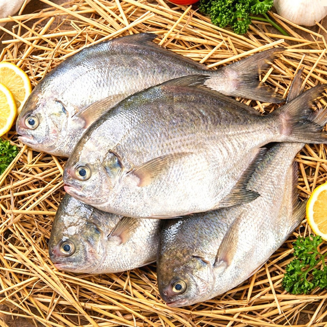 국내산 당일바리 병어 생물, 5개, 1kg(8-10미 내외)