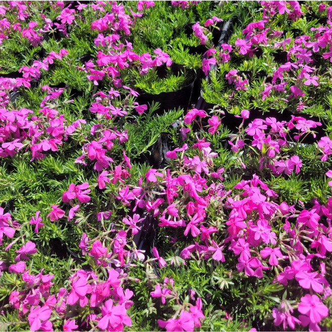 꽃잔디 세트지면패랭이꽃 꽃잔디모종, 대형, 20개