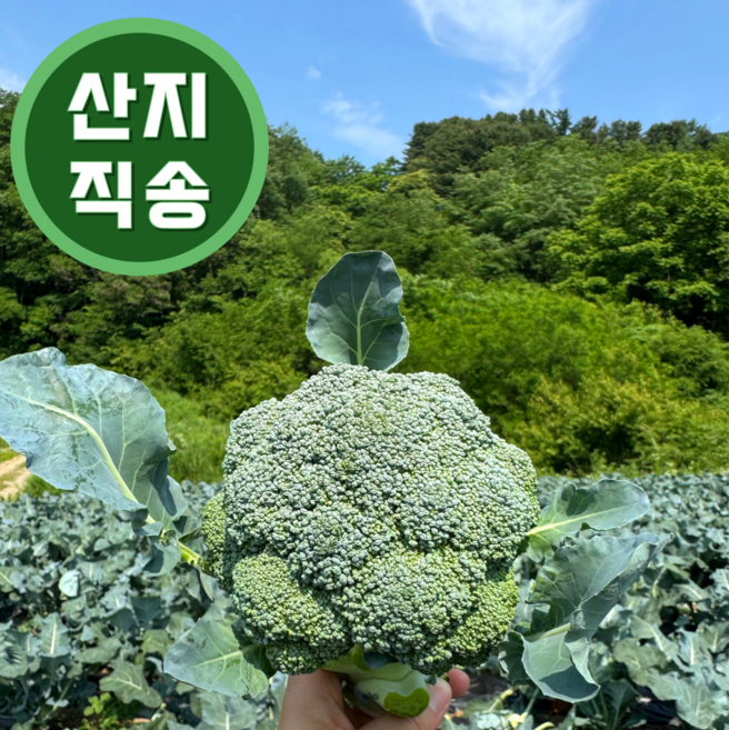 [직접재배] 강원도 고랭지 브로콜리 / 국내산 / 산지직송, 1개, 4kg