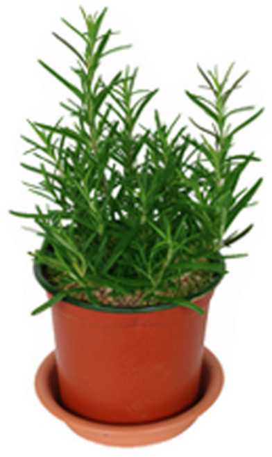 그린플랜트 허브식물 로즈마리 1+1, 단일수량