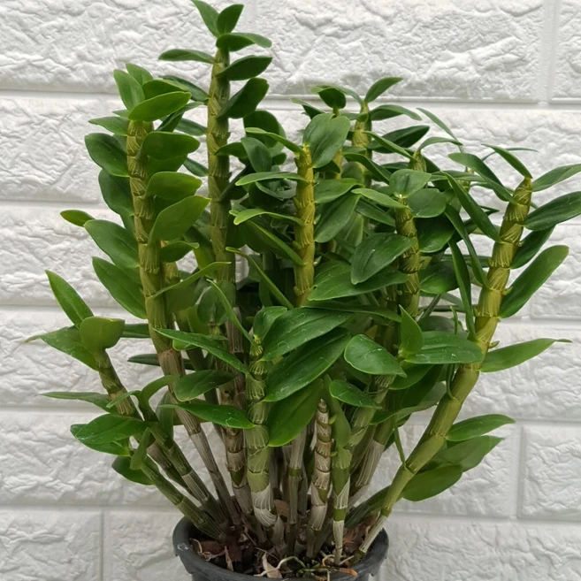 덴드로비움 석곡 포켓러브35, 1개 - 쿠팡