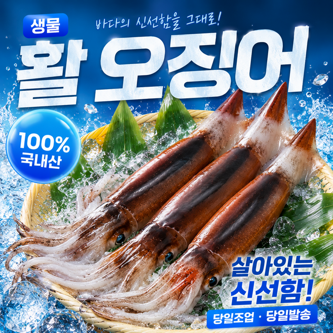 당일바리 서해안 태안 활 오징어, 1개, 1kg [4-5미]
