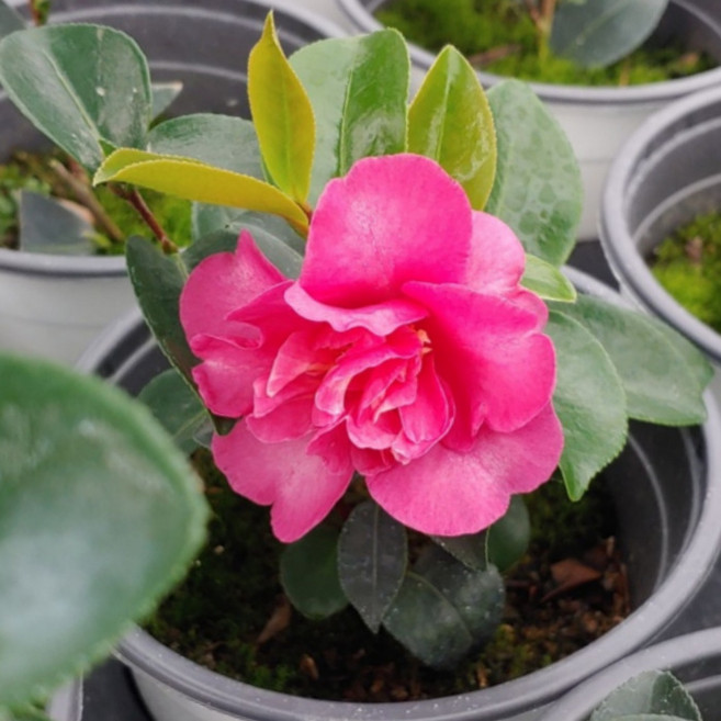 목하원예조경 흑향동백나무 포트묘 개화주 묘목 겨울꽃 상록수 관엽식물 정원수 조경수 동백 꽃나무, 1개, 단일