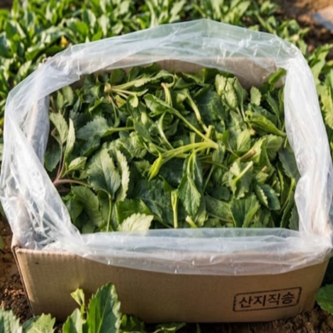 임씨네농장 국내산 취나물 생취나물, 1박스, 2kg