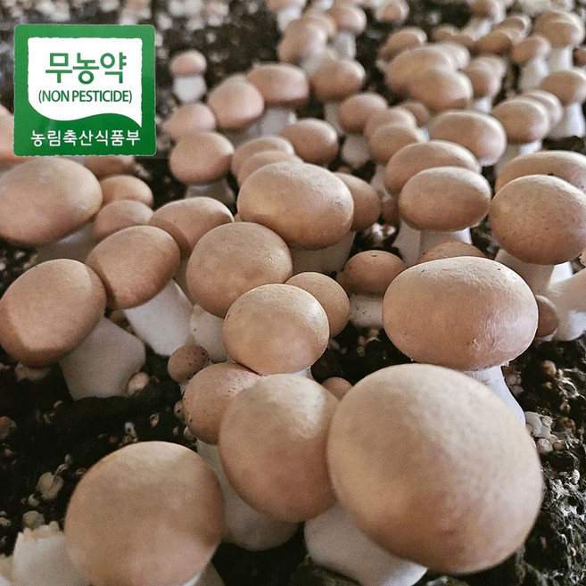 친환경 브라운 양송이 특품 1kg 무농약인증 보령 청정지역 버섯, 1개