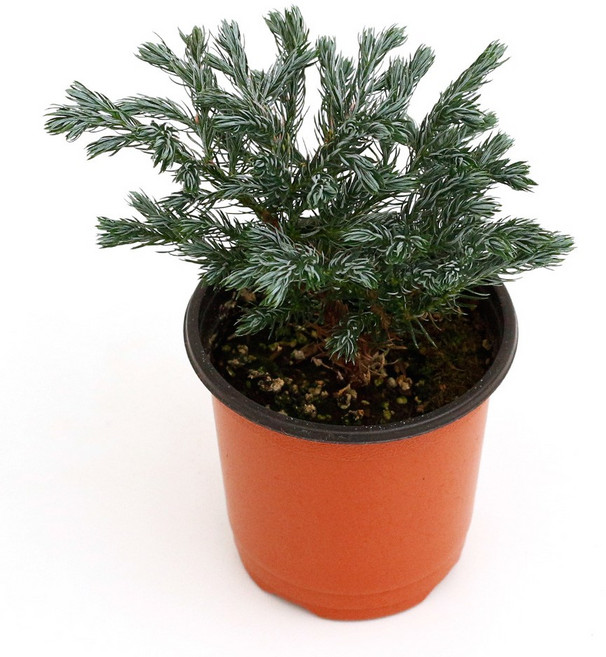 실내공기정화식물 120종 꽃 화분 미세먼지제거 아레카야자 해피트리 금전수, 모종포트, 블루버드, 1개, 1개