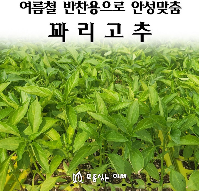 [모종심는아빠] 여름철 반찬용으로 안성맞춤 꽈리고추, 36개, 모종