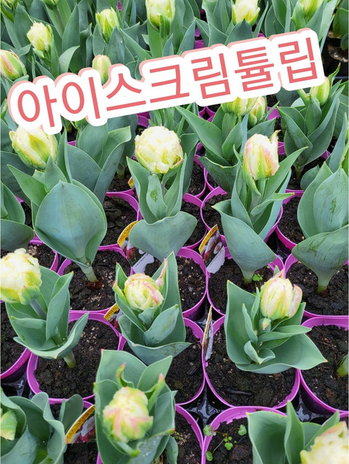 아이스크림튤립/진짜 아이스크림을 한스푼 올려 놓은것 같지 않나요, 1개