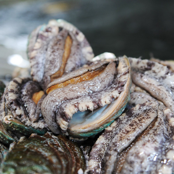 바다마을협동조합 완도 전복, 400g 16-25미, 1개