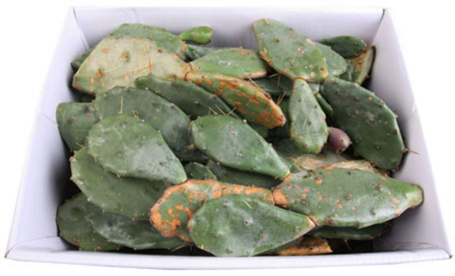 탐라몰 제주산 백년초 선인장 생열매 생줄기 15kg, 1개, 백년초 줄기 15kg