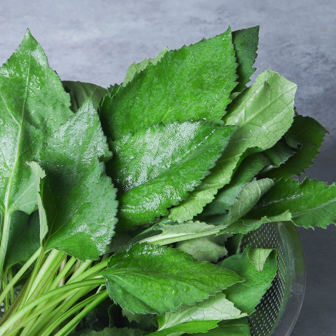 취나물 생 봄나물 산취나물, 1박스, 1kg