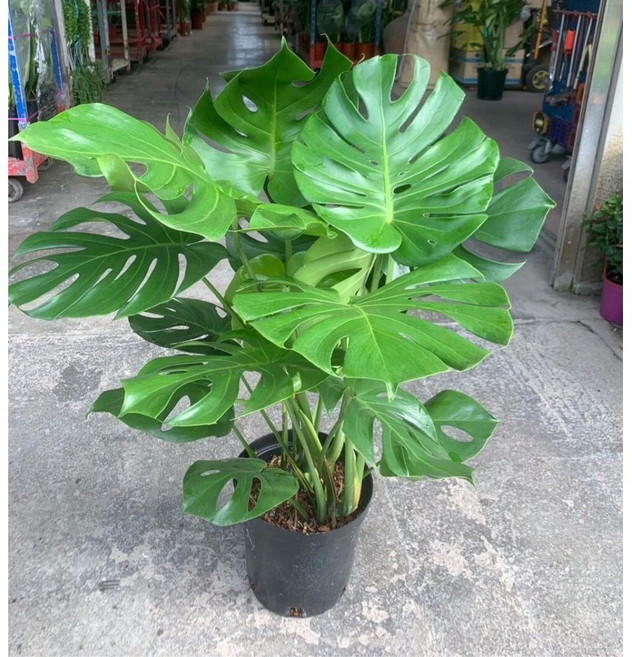 霏霏園藝 大葉龜背芋盆栽, 1個