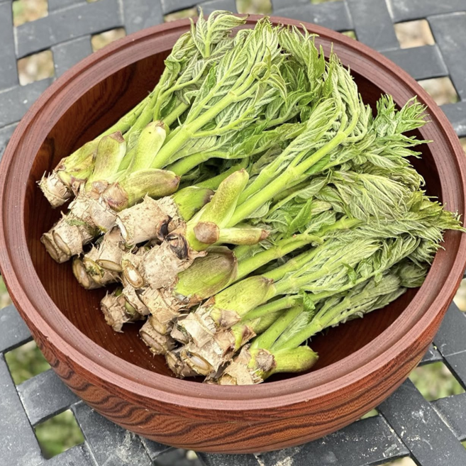 [딱2주마감특가] 특상품 국내산 자연산 당일수확 참두릅, 1박스, 500g