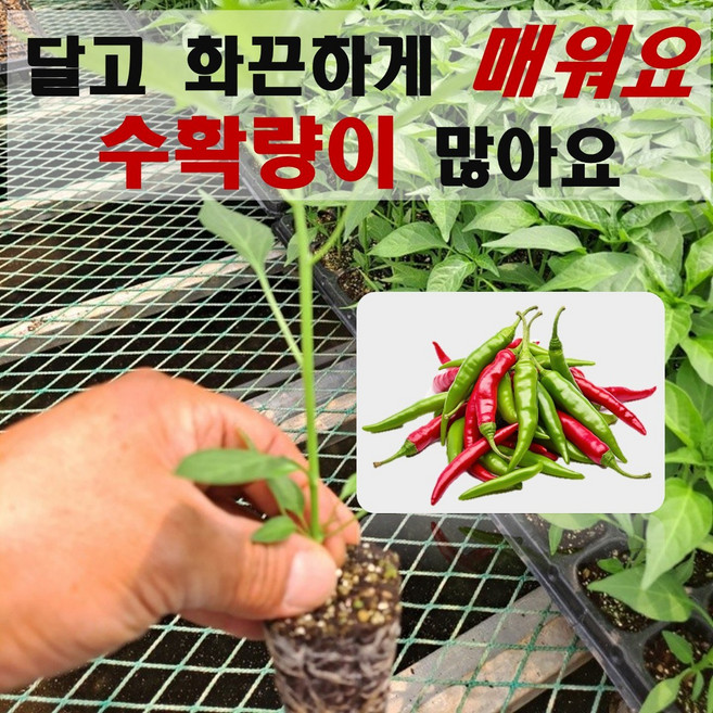 엔젤농장 매운고추모종 베트남 인도 땡초, 5개