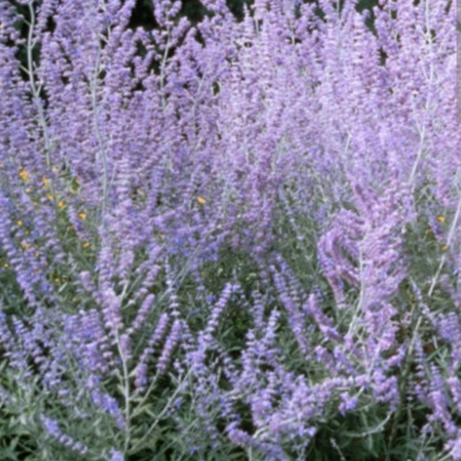 러시안 세이지 허브 야생화 노지월동 남서울식물원, 3개, 단일