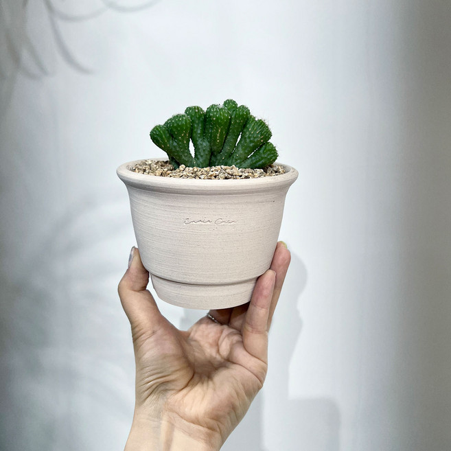 몽글몽글 구름을 닮은 미니화분 구름새 선인장 - 화분 2type, 1개, 크림 납작토분(받침포함)