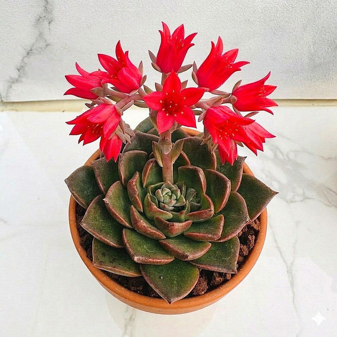 꽃이예쁜 벨루스 농장직송 산아래 다육이 풀멍 생명력최고 키우기쉬운 공기정화 전자파차단 다육식물 선인장, 1개