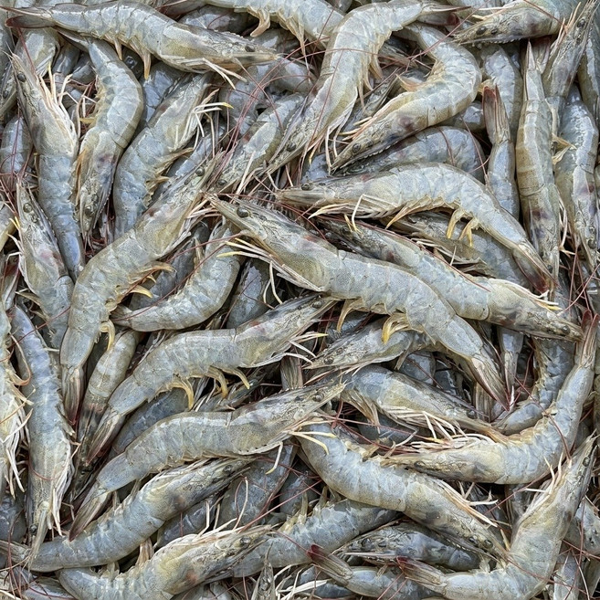 국내산 흰다리새우 특품 산지직송, 1박스, 6kg (빙장포장)