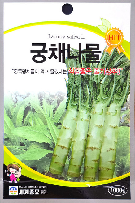 궁채나물 1000립 세계 26년 상추씨앗, 1개