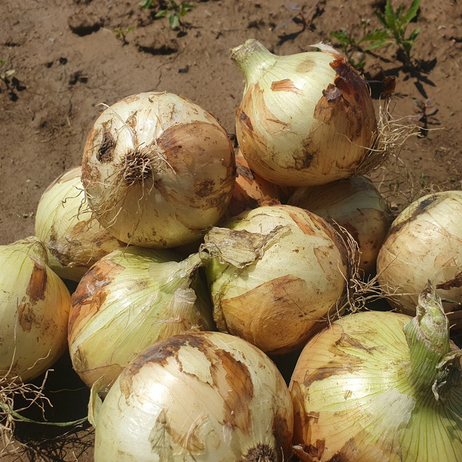 국산 양파 무안양파 햇양파, 1박스, 5kg소(장아찌용)
