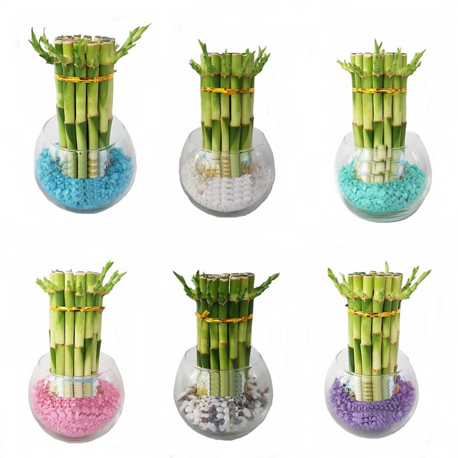 트리앤 단지 원통 유리병 1단개운죽 원통개운죽 수경식물 습도조절식물 공기정화식물, 04  단지병 1단개운죽(소라) 1개