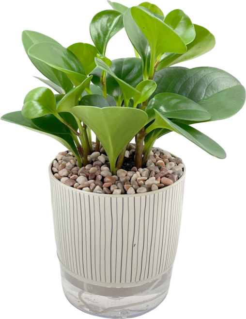 小品文化 圓葉椒草 4吋仿瓷免澆水盆栽 - 室內綠植盆景, 條紋盆子, 1個