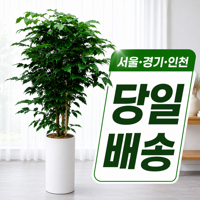 당일배송 개업식 사무실 이전 집들이 축하 화분 개업화분 병원 개원 식당 미용실, 1개, 5.대형 녹보수(직접배송)