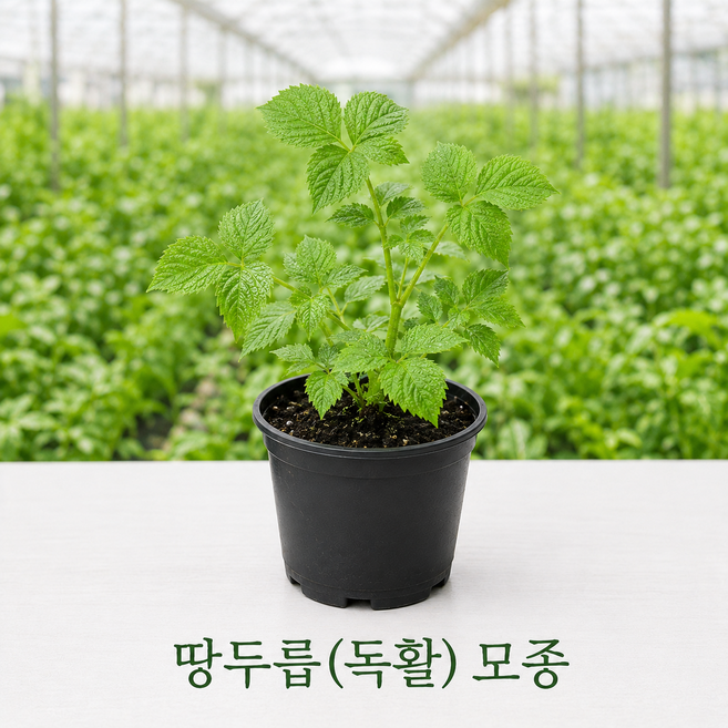 [세종육묘장 직판] 땅두릅 모종(독활) 모종 2개