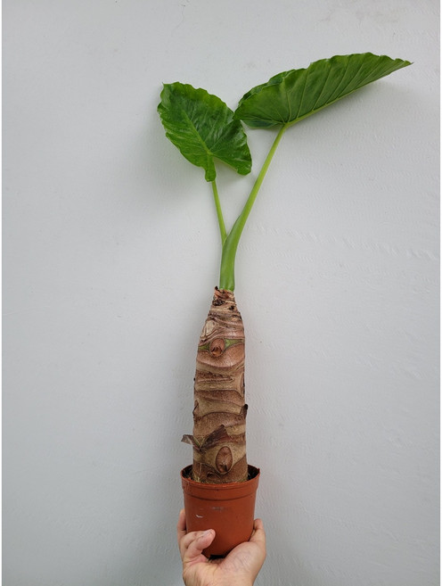 몸뚱아리 알로카시아 오도라 대품 45~60cm 99, 기본