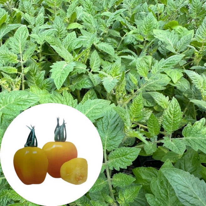 새마을총각 애플방울토마토모종 노랑 고당도 TY내병계, 2개