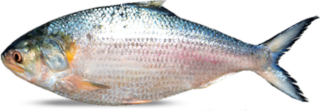 Frozen Hillsha lasso 1200g~1500g 냉동 힐샤 피쉬 (청어) 생선, 1200g-1500g, 1개