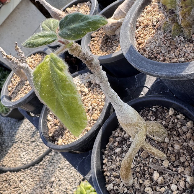 운카리나 로에슬리아나 아프리카 괴근식물, 1개, 단일