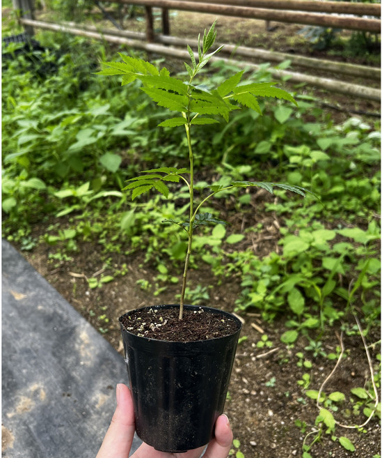 화천 자연애 울릉도종 마가목 나무 포트묘목 (10cm-20cm) 3포트 (컵 포트), 1개