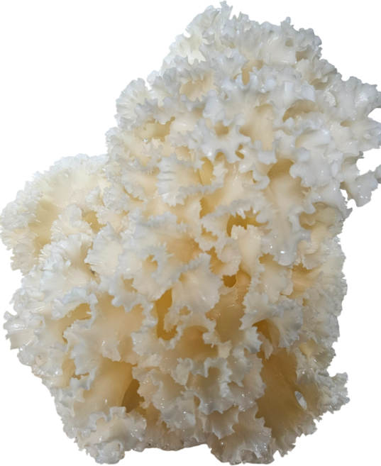 [김동일 명장] 문경 약 꽃송이버섯 생버섯 1kg 베타글루칸 항암 항염 당뇨 버섯명장, 1박스