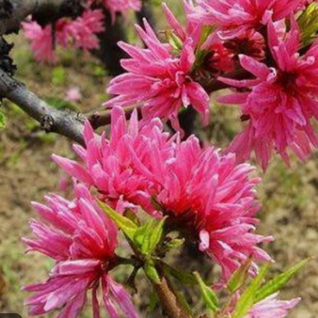 [충북농원] 경무화도 (경무도화) 꽃복숭아나무 묘목 - 1년생 접목묘, 1개, 2. 접목/1년생/상묘