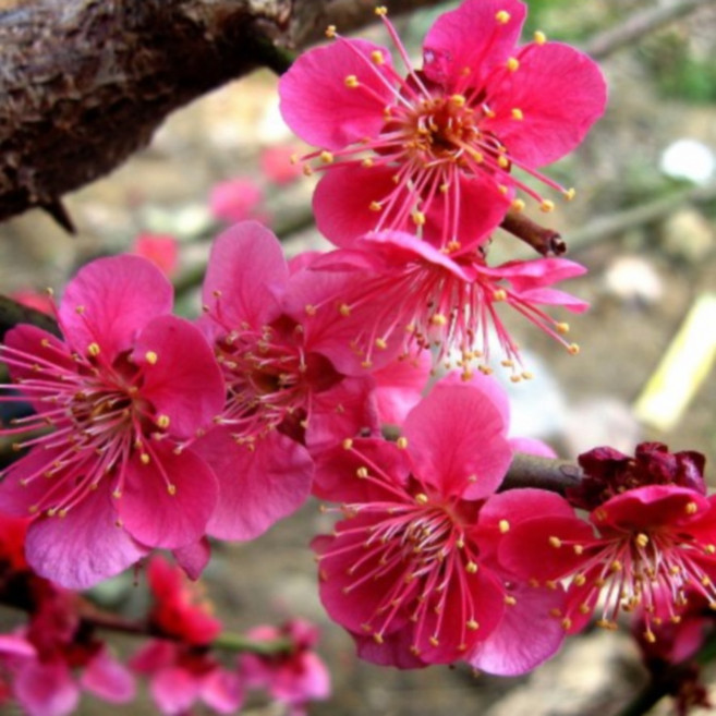 홍매화(설중매) [ 접목1년] [ 우림원예종묘 ] [ 우림원예가든센터 ]