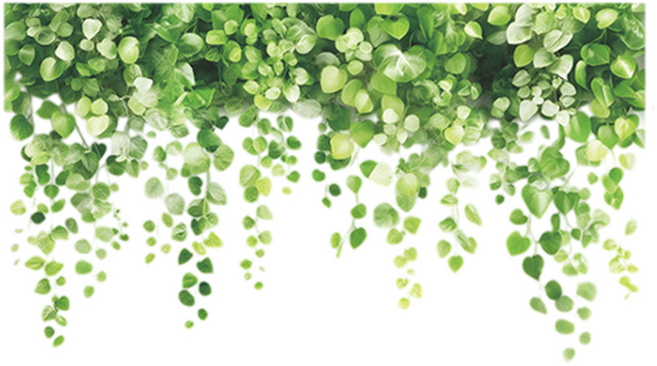 월간리빙 인테리어 데코 창문 포인트 식물 스티커, 그린A