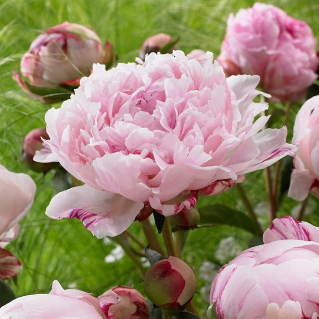 작약 개화주 볼오브뷰티 로마 가데니아 더치스 더 네무스 런던 레드매직 레이디안나 바츠첼라 사라버나드 셀렉트 알러티에 탑헷 핑크하와이안코랄 코랄참, 1개