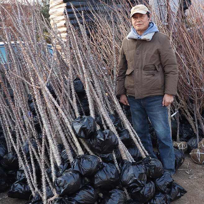 음나무 토종 엄나무 묘목 5년생 분묘 약용수 특용수, 1개, 토종엄나무 5년생 분묘
