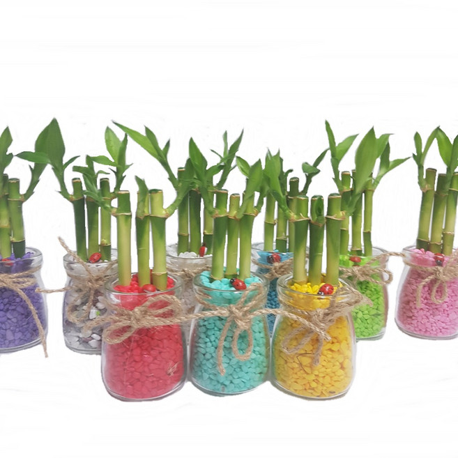 트리앤 1+1 푸딩병 개운죽 / 단지(1개) 아이비식물 테이블야자 천냥금 행운목 산데리아 홍콩야자 수경식물 수경재배, 06. 1+1 푸딩병 개운죽(소라) 1개, 1개