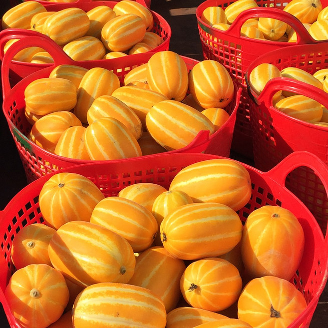 조선명찬 당도선별 가정용 성주 참외, 1박스, 로얄과 5kg