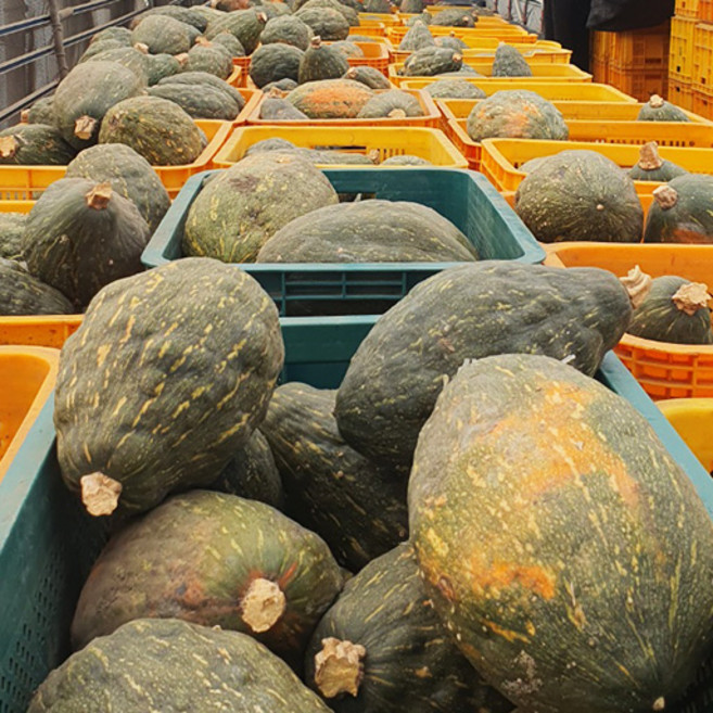 제주직송 갓 수확한 청정 제주 만차랑 호박 3.5Kg 내외 1박스