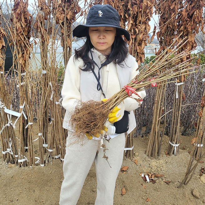 오늘의 나무) 마가목나무 1년생-2년생, 20cm이상, 1개, 마가목묘목