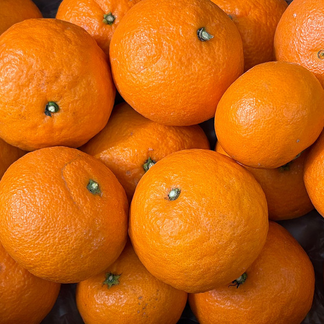 제주 카라향 10kg 정품 고당도 제철 만감류 산지직송, 1박스, 카라향정품(중과)10kg