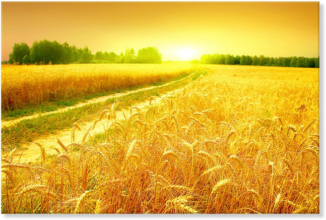 성공하는 재물운 재복 일출 황금빛 태양 보리밭 그림, 08 행운 가득 황금 들녘