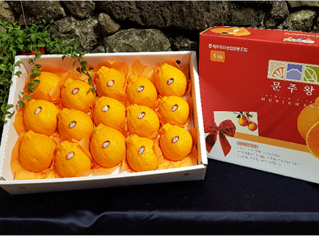 [제주위미농협] 고당도 한라봉 1.8kg 3kg 5kg 10kg 12브릭스 이상! 문주왕, 3kg 선물포장(9-15입), 1개