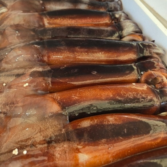 완벽 손질 통 오징어 2미, 1개, 2미 1팩 350g x 4 총8미